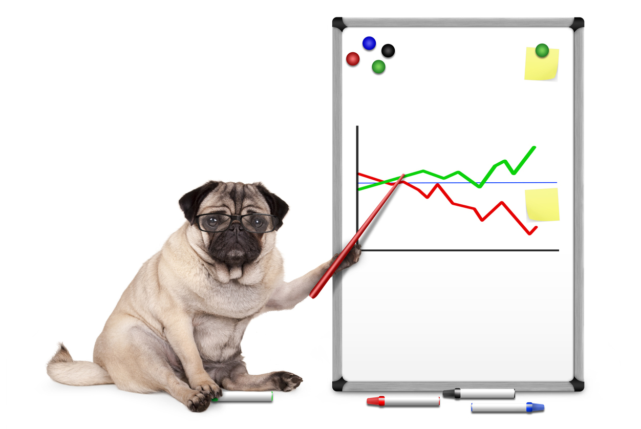 Pug dog wearing glasses pointing to graphs on whiteboard