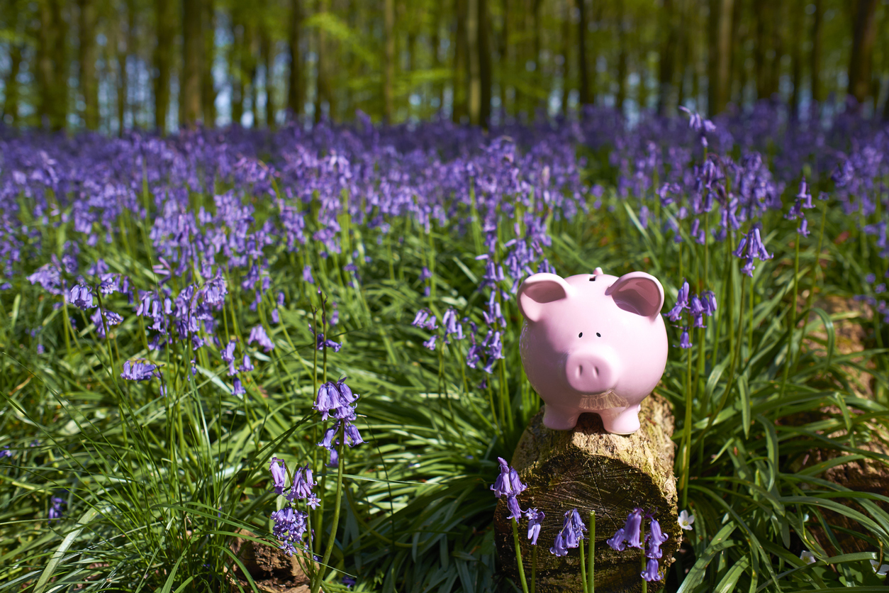Piggy bank perched on a tree truck in a field of bluebells