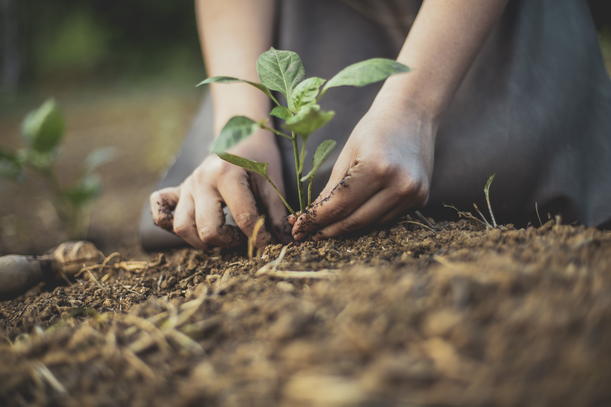 Close up of someone's hands planting a tree in the soil