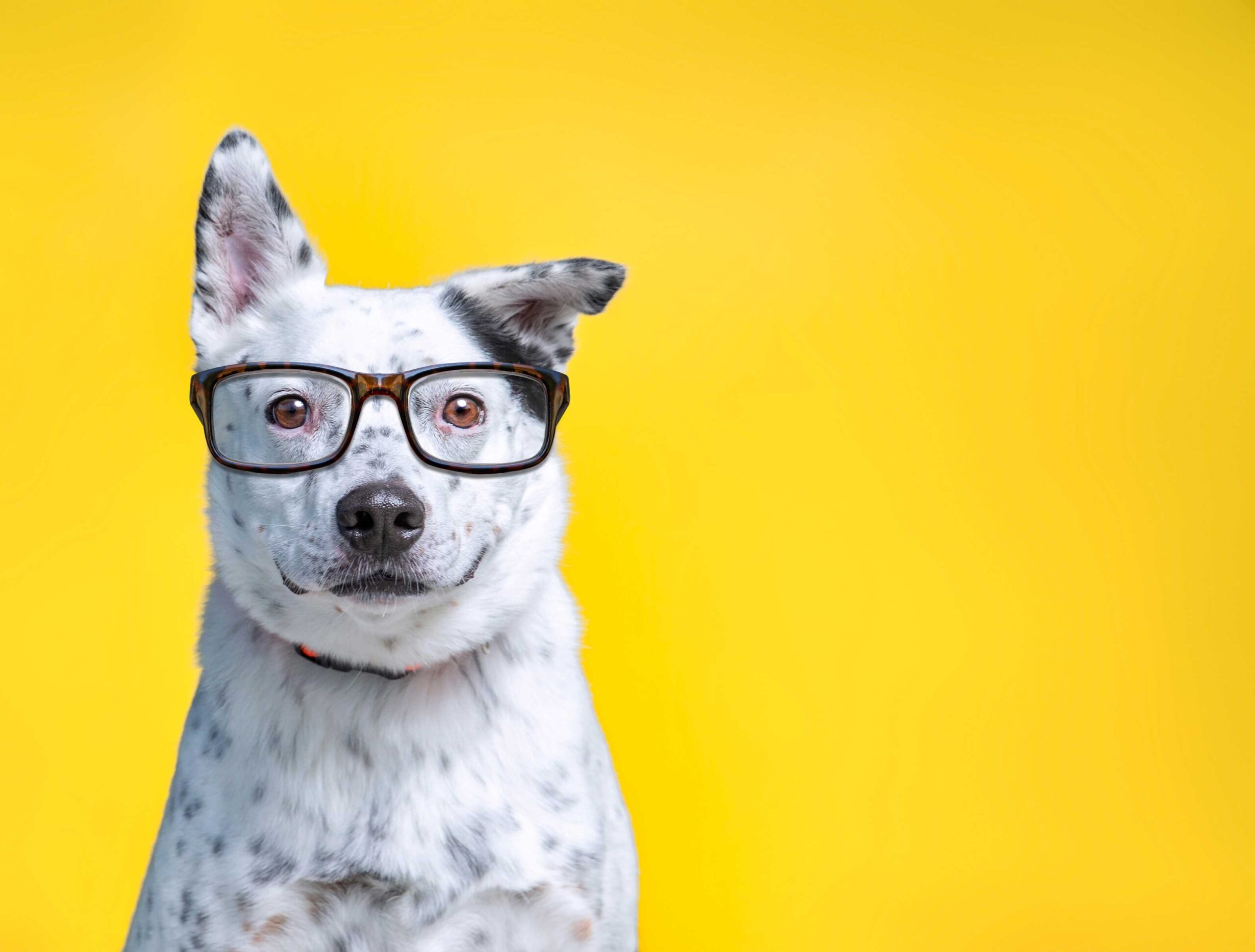 Image of a black and white dog wearing glasses on an orange background